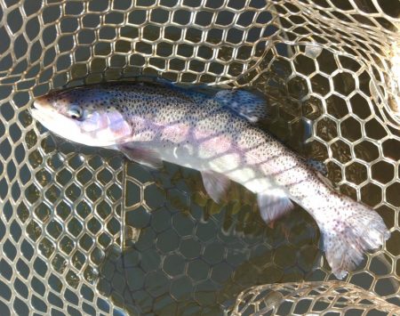 大安トラウトレイク釣果